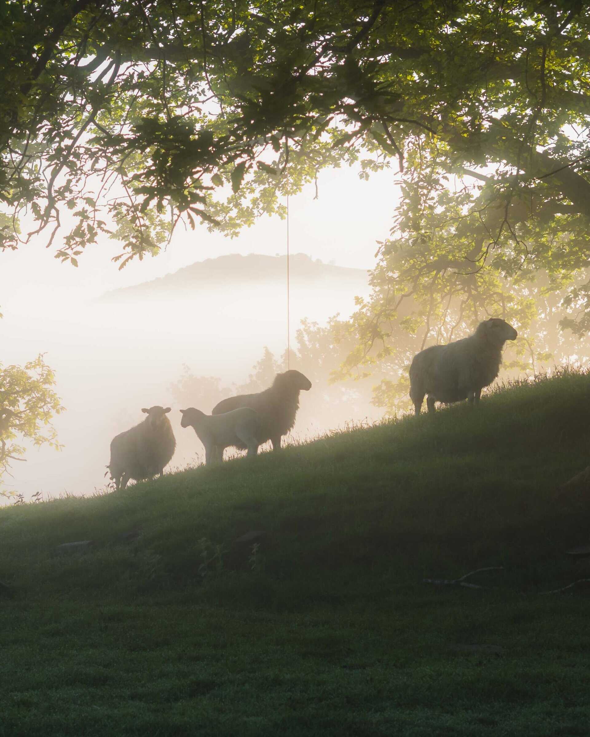 Off Grid Homes: Revolutionizing Sustainable Living